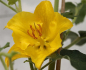 Preview: Fremontodendron 1